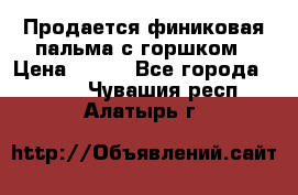 Продается финиковая пальма с горшком › Цена ­ 600 - Все города  »    . Чувашия респ.,Алатырь г.